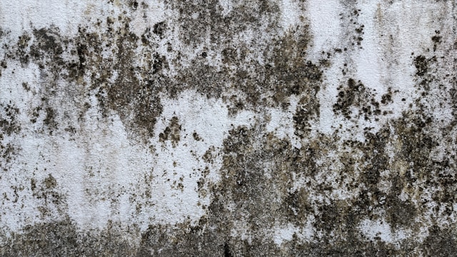 Home Mold Removal: Signs You Shouldn’t Ignore (and What to Do Next)